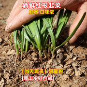 新鲜红根韭菜农家老品种细叶春韭菜独根红头茬国产红跟独跟小叶香