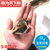 5-8只500g北京闪送鲜活小海螺水产海鲜大海螺，新鲜肥美