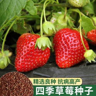 德沃多草莓种籽子四季结果，室内盆栽外阳台蔬菜，水果植物花种子花籽