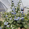 蓝莓苗南高丛系列专属南方不用冷空气可结果，带土带叶13年老店