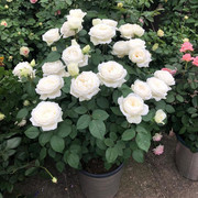 伊芙婚礼之路纯白色玫瑰盆栽四季开大花浓香月季花苗阳台观花植物