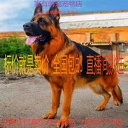 德国牧羊犬幼犬弓背黑背德牧警犬军犬大型狼狗猎犬活体宠物狗