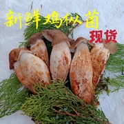 新鲜露水鸡枞菌500g云南特产食用鸡枞蘑菇荔枝菌非松茸干巴菌