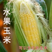 水果玉米种子甜玉米生吃型种籽玉米无渣皮薄玉米种子高产大田用种
