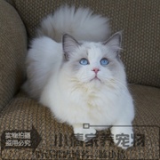 赛级血统蓝双色布偶猫幼猫，出售纯种活体宠物，猫咪幼崽布偶小猫x