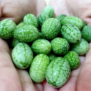 拇指西瓜种子迷你水果小西瓜种籽大全四季春季盆栽阳台农家蔬菜孑