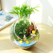  苔藓微景观植物生态瓶桌面创意绿植办公室DIY盆栽摆件