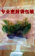 黑木蕨水草矮棵淡水水草阴性草懒人草鱼缸造景水草植物