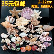 950g大海螺贝壳海星装饰套装 水族造景贴墙广告橱窗设计道具