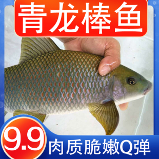 青龙棒鱼苗华鲮鱼沉香鱼活体淡水鱼溪流鱼可观赏鱼可食用包活