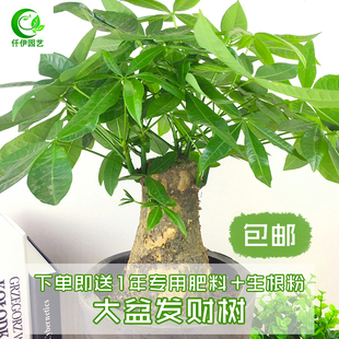 发财树盆栽招财树桩树头室内大型绿植花卉办公桌吸甲醛防辐射阳台