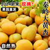 现摘大黄杏子新鲜水果当季陕西时令孕妇酸甜脆鲜杏金太阳5斤