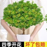 香水米兰花盆栽带花绿植驱蚊植物，花卉卧室内四季开老桩茉莉花树苗