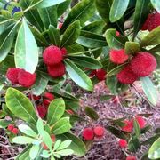 新采摘大粒杨梅种子观赏高产水果树种子东魁杨梅种子四季田园盆栽