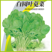 白苋菜种子盆栽小青菜野菜种籽苋菜四季蔬菜种阳台秋冬季种植春季