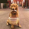 户外训狗用品狗狗口叼专用篮子叼的金毛大型狗叼宠物狗篮拉布拉多