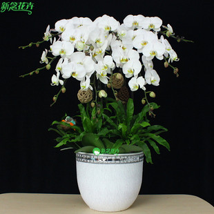 新念 白色蝴蝶兰盆栽花卉开业乔迁送礼佳品年宵花卉 上海送货上门