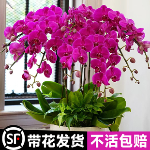 蝴蝶兰盆栽带花苞花兰花室内客厅，花卉大花型，植物四季好养活花苗
