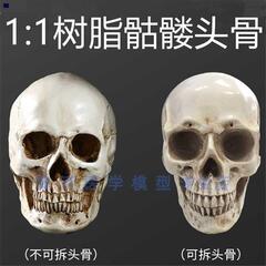 树脂骷髅头绘画人头骨艺用人体肌肉骨骼解剖头骨模型美术1 1t