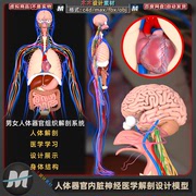 c4dmax人体器官内脏，神经心脏泌尿医学解剖maya模型fbx通用3d素材
