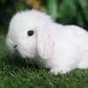 垂耳兔小型宠物兔子活物迷你兔，荷兰活体霜白垂耳侏儒兔茶杯兔宿舍