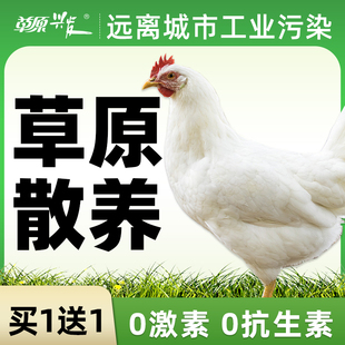 草原兴发童子鸡天然散养土鸡溜达100天走地鸡炖汤土鸡白切鸡草鸡