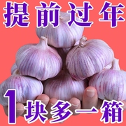 山东金乡紫皮大蒜头干蒜5斤装紫皮新鲜多瓣农家特大果13510斤