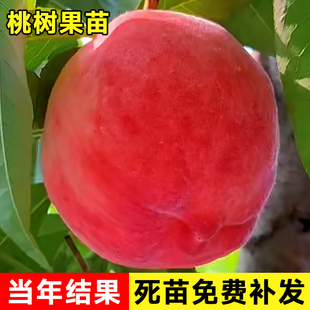 水蜜桃树果苗鹰嘴桃冬桃油桃，嫁接苗南方北方种植盆栽果树当年结果