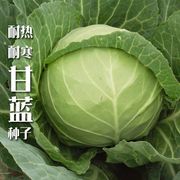 京丰一号甘蓝种子高产杂交秋播阳台蔬菜种子，四季种包菜种子