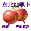 2023年东北雌性红萝卜，大红萝卜红皮白心，卞萝卜新鲜蔬菜5斤