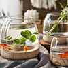 透明玻璃鱼缸创意圆形办公室木托斗鱼缸小型客厅家用生态小金鱼缸