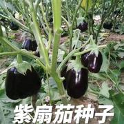 扇茄种子紫色面包茄子种子春秋四季播种阳台盆栽农家菜园种子大全