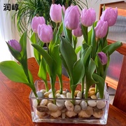 5颗郁金香种球水培套装玻璃瓶，耐寒多年生四季种植风信子盆栽花卉