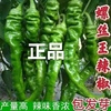 螺丝椒种子蔬菜种子辣椒种子，杂交高产香辣特大螺丝椒种子