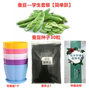 蚕豆种子学生实验套装餐蔬菜，种子凤仙花种籽四季易种活豌豆种孑