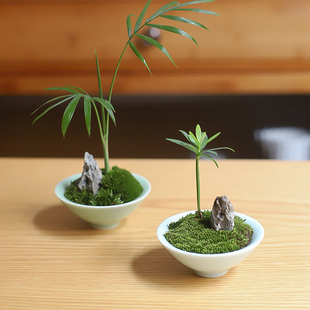 创意办公室内桌面罗汉松，指尖微型拇指小盆栽好养绿植苔藓微景观