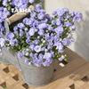 塔莎的花园重瓣丹麦风铃草盆栽苗爆花爆盆蓝色紫白阳台客厅易养活