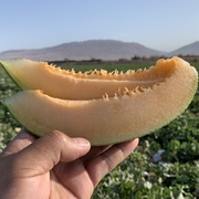 果客山东潍坊·西州蜜哈密瓜·9斤新鲜香瓜现摘水果网纹瓜果