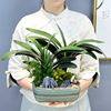 君子兰盆栽客厅办公室内花卉绿植四季好养桌面观赏观叶植物盆景
