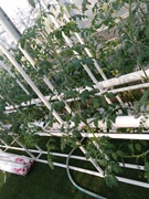 阳台种菜管道式无土栽培设备家庭式水耕自动浇灌水培种菜机花架