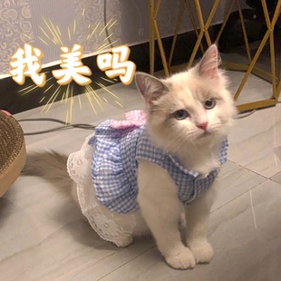 宠物服装猫裙子夏天公主风兔子衣服蕾丝狗狗背心泰迪博美可爱春秋