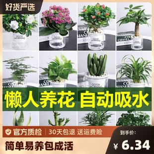 花卉盆栽绿萝植物文竹发财树苗水培好养懒人室内四季带花盆景客厅