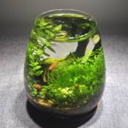 生态瓶微景观生态小鱼缸免换水，diy办公桌面，创意情侣礼物小鱼虾缸