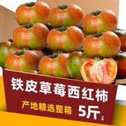 正宗丹东草莓柿子5斤西红柿，新鲜碱地铁皮柿子自然熟生吃番茄
