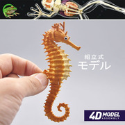 正版散货4D拼插模型动物鹿龟蜥蜴 解剖拼装收藏教学DIY玩具E2