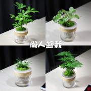 水培懒人盆栽绿植净化空气文竹狼尾蕨罗汉松鸭脚木苔藓桌面盆栽