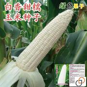 原厂国审白檽甜玉米种子，高产矮杆大棒四季播玉米超甜糯玉米种子
