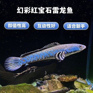 幻彩红宝石雷龙鱼热带小型观赏鱼七彩酒红雷龙鱼活体包损