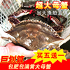 莱州湾梭子蟹鲜活红膏蟹大母，蟹海鲜全母满黄海蟹，飞蟹螃蟹1斤