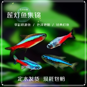热带鱼观赏鱼灯科鱼活体 巴西印尼宝莲灯黑莲霓虹红绿灯群游包活